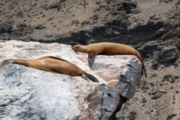 Isla Damas - Isla Choros. Punta de Choros. Regi&oacute;n de Coquimbo, Chile