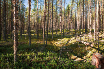 Dense forest in the north of Russia. Pine forest in a gloomy style. Autumn day