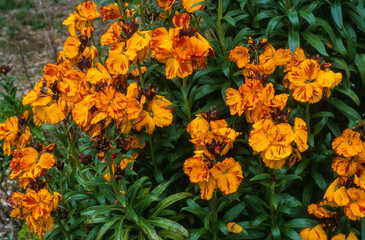 Giroflée ravanelle, cheiranthus cheiri