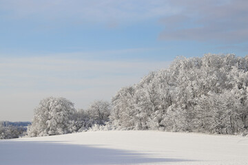 sunny winter wonderland scene with trees