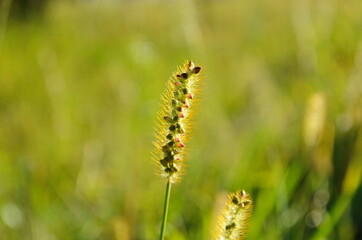 Macro shot of fluffy grass ears in sunset backlight against black background. August nature background.