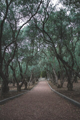 road in the woods