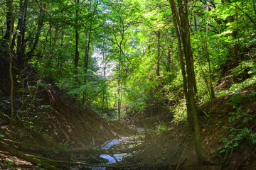 Fototapeta na wymiar A ravine with a small river in a dense forest on a summer day