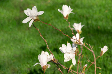  Blooming white magnolia in spring in the park