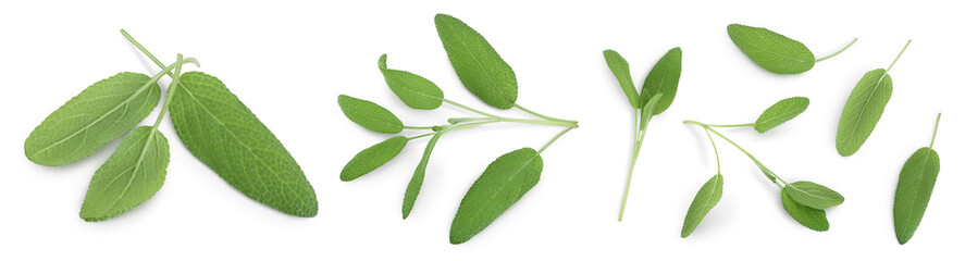 Sage herb leaves isolated on white background with clipping path and full depth of field. Top view. Flat lay. Set or collection