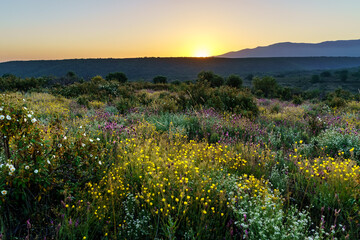 Obraz premium Countryside and mountain landscape with yellow, white and colorful flowers. 