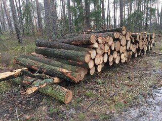 drewna, dzienniki, drzew, drewno, drewno na opał, stos, dzienniki, ciąć, pryzma, bory, tekstura, graty, woodpile, charakter, braun, bagażnik, koło, drewniane, drzew, sosna, oczytana, leśnictwa, hałda,