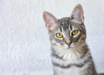 Retrato en primer plano de pequeño gato domestico de pelaje gris sobre un fondo blanco e iluminado por luz natural. Felino cachorro curioso, juguetón y tierno mirando a cámara. 