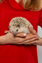 Little hedgehog liys on the palms of the young girl