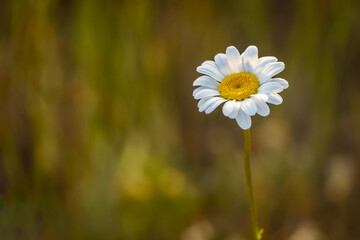 White and yellow daisy flower on a blurred green background.
