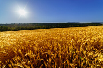Landscape of agriculture in the countryside with cereals in the sun and blue sky.
