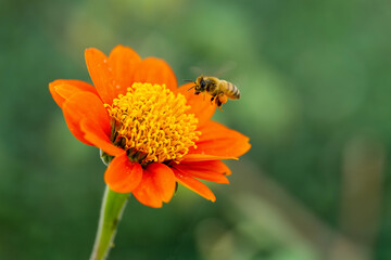 bee flying on flower