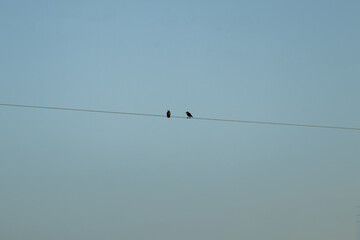Above the head two birds are stand on electric wire