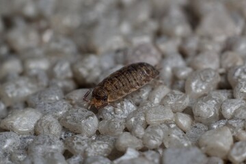Porcellio scaber common rough woodlouse