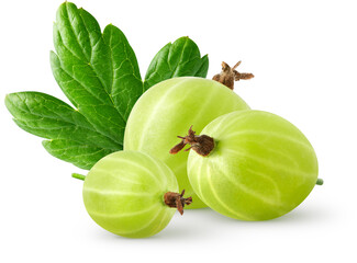 Isolatec gooseberries. Three green gooseberries isolated on white background, with clipping path