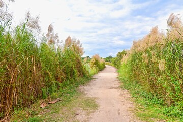 Obraz premium Tall Grass Trail at Rayong Provincial East Plant Center
