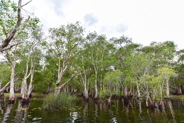 Forests in Wetland Area of Rayong Botanical Garden