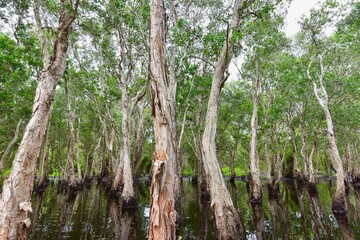 Fototapeta premium Mangrove Forest in Rayong Provincial East Plant Center