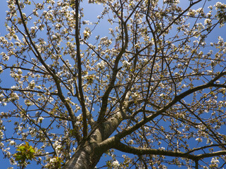 Blossoming apple tree on blue sky background. Beautiful tree with white flowers in spring. Apple orchard, garden	