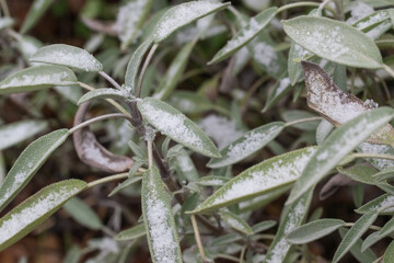 Salbei, Salvia im Winter. Die Bl&auml;tter der Heilpflanze sind mit Schnee bedeckt.