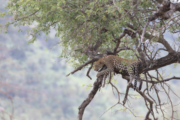 Leopard / Leopard / Panthera pardus.