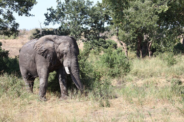 Obraz premium Afrikanischer Elefant / African elephant / Loxodonta africana