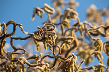 Obraz premium the corkscrew hazelnut, coated with hoar frost