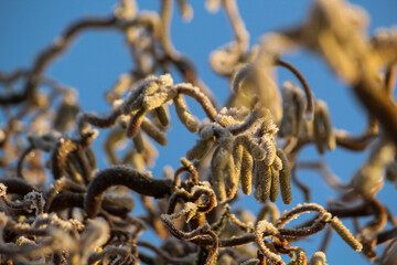 the corkscrew hazelnut, coated with hoar frost