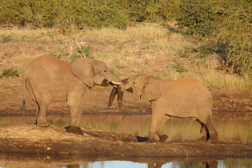 Obraz premium Afrikanischer Elefant / African elephant / Loxodonta africana.
