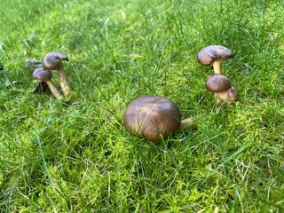 Spring Mushrooms