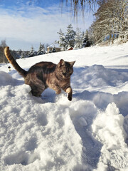 Playful cat in snow.