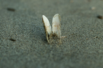 White shell in to the deep sands that a aquatic materials
