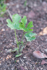 watermelon plant in natural land