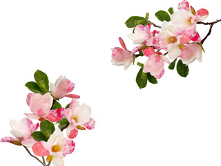Naklejka na ściany i meble Beautiful blooming magnolia flower isolated on white background.