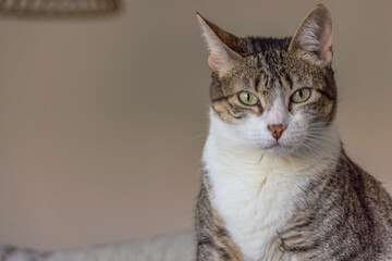 Retrato de gato doméstico de pelaje tricolor y atigrado con la mirada fija dentro de un ambiente iluminado por luz natural.