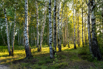 Birch grove in summer at sunset on a sunny summer evening.