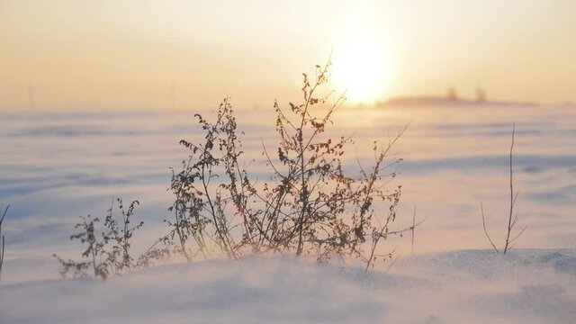 Arctic snow storm at sunset. Polar snow drifting storm and blizzard. Extreme Temperature.