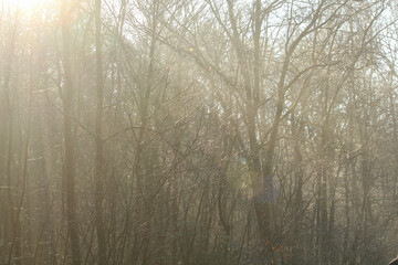 the sun shines like a spotlight in the winter forest
