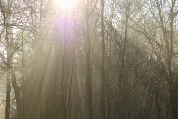 Fototapeta na wymiar the sun shines like a spotlight in the winter forest