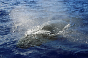Whale breathing - Humpback Whale, Hawaii
