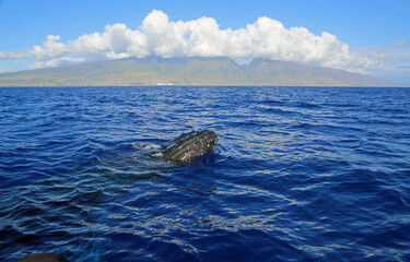 Maui and breaching whale - Humpback Whale, Hawaii