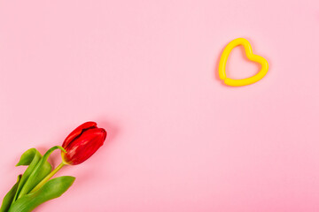 Yellow heart and red tulip on pink background with copy space, text place. Layout for advertising of relationships, health, medicine, lifestyle or sport. Happy Valentine Day. Fall in love. Minimalism