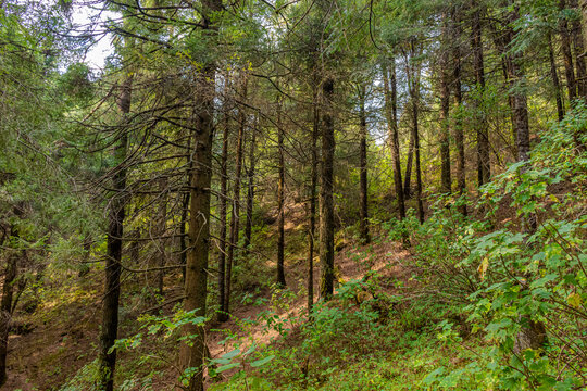 arboles