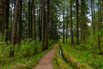 camino en el bosque