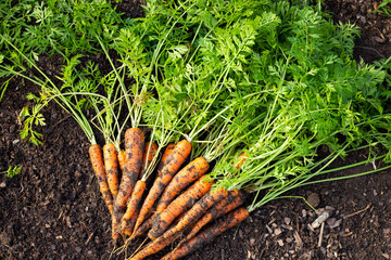 carrots in the garden