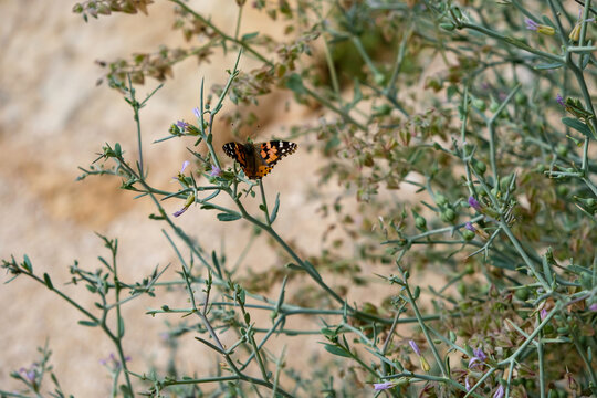 a butterfly on emerald green bush background.