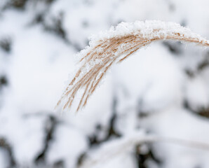 Miskant chiński Miscanthus sinensis trawa ozdobna , sceneria zimowa, trawa pokryta śniegiem