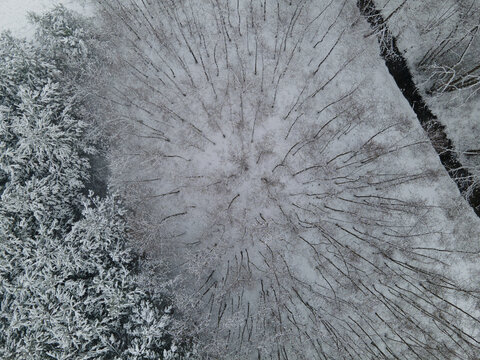 Drone Footage Of Snowy Forest In Winter