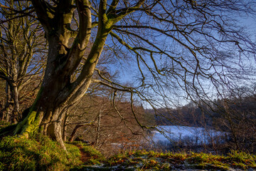 big bare tree by the river Ayr
