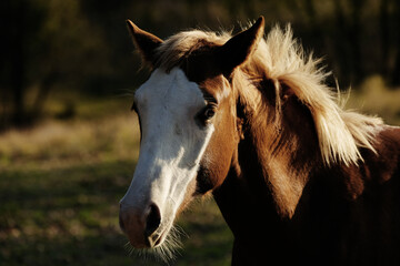 Flaxen mane of bald face stud colt close up in evening farm light for young horse portrait.